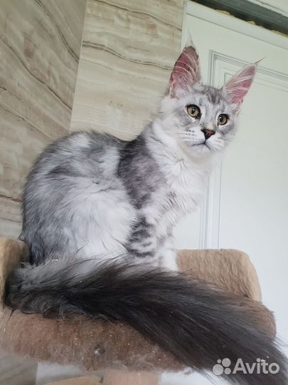 Котята мейн-кун