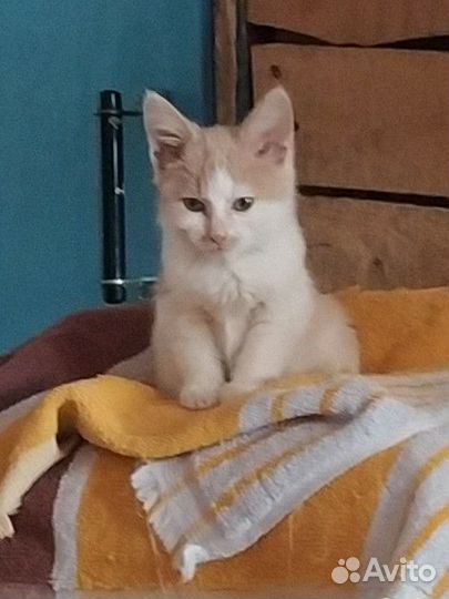 Котёнок в добрые руки