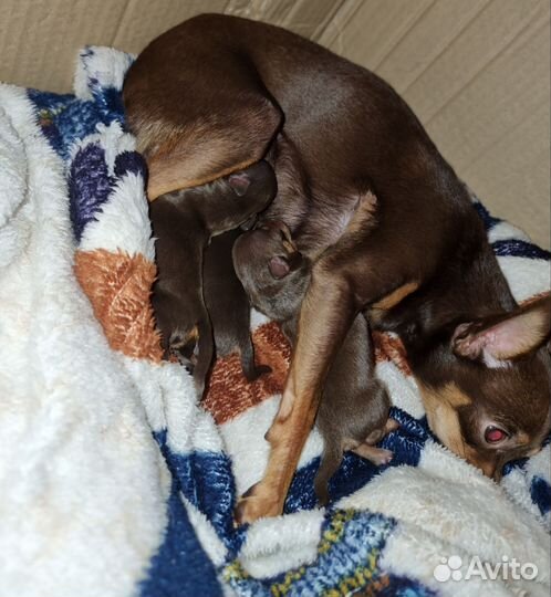 Той-терьер щенки