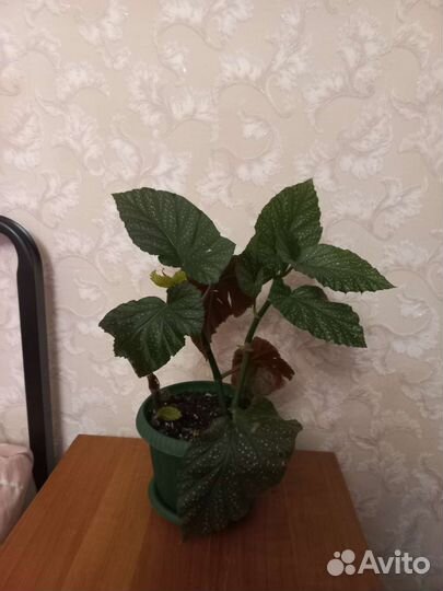 Сциндапсус, бегония, молочай, спатифиллум