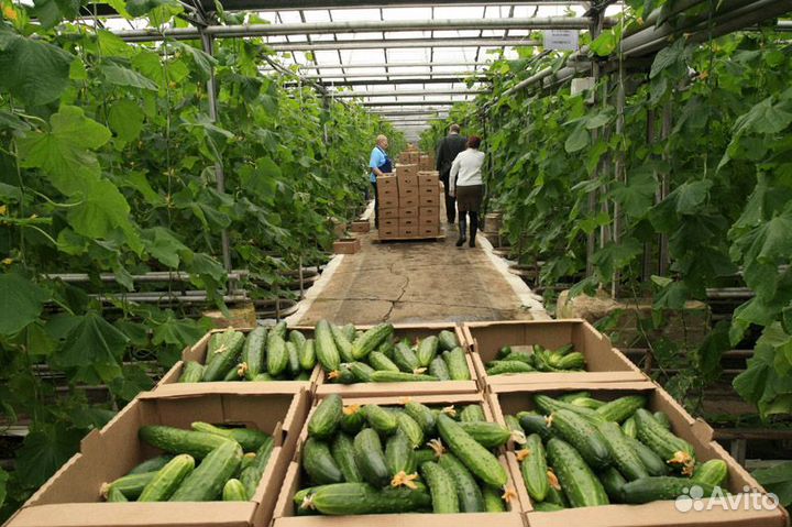 Оператор овощевод вахта без опыта