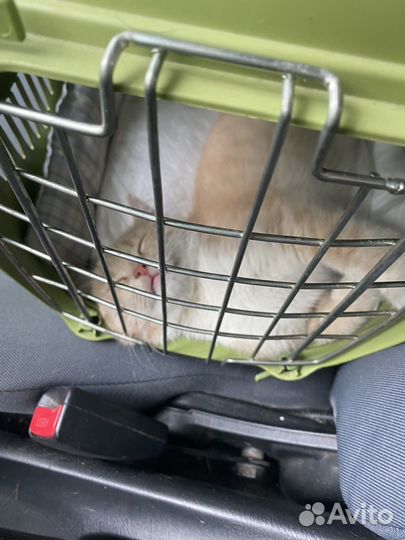 Котенок