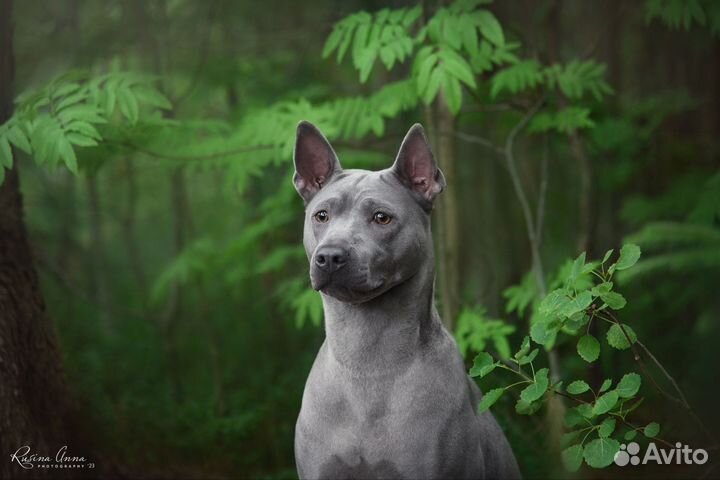 Тайский Риджбек