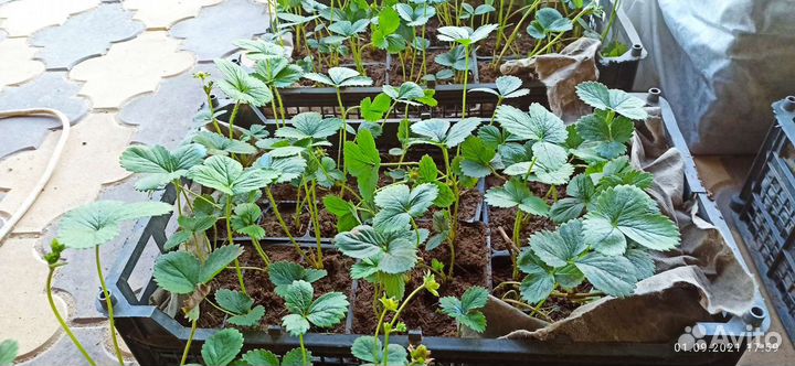 Рассада клубники Ремонтантная-нсд и обычная-ксд