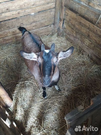 Молодые козы и козел