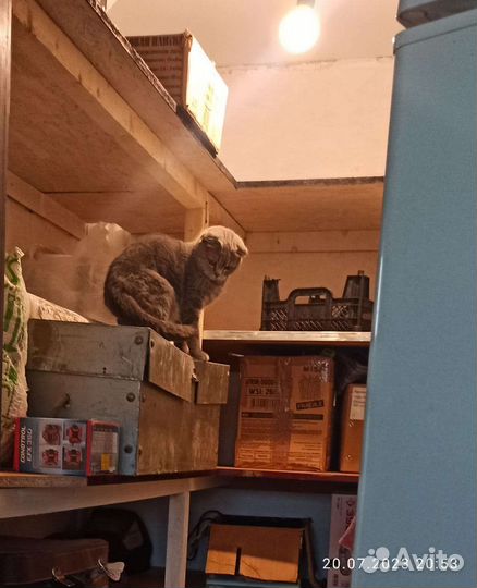 Кошка бесплатно