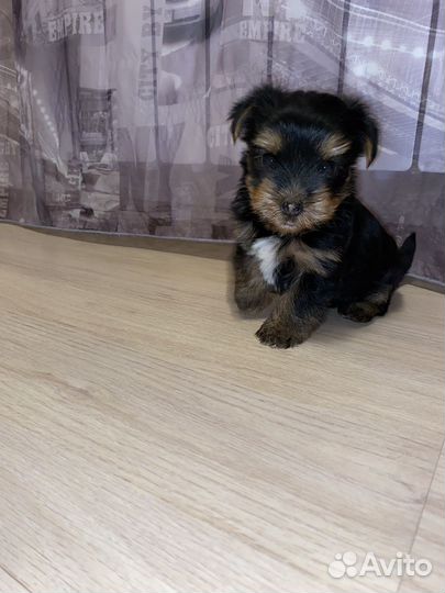 Йоркширский терьер щенки мальчики