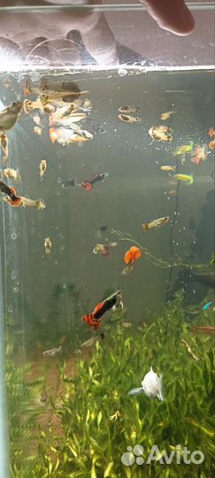 Гуппи гвоздика. Все возраста