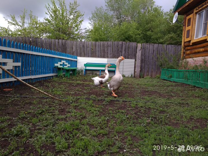 Гусята и утята