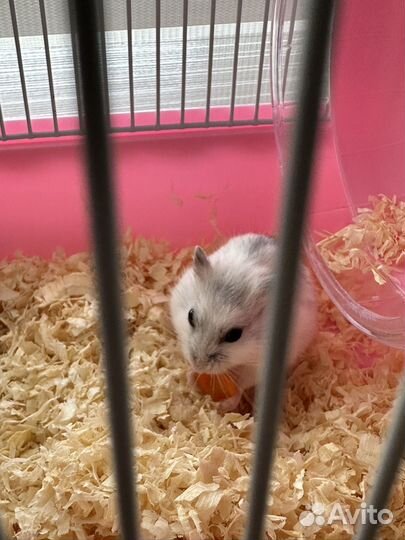 Джунгарский хомяк мальчик бесплатно