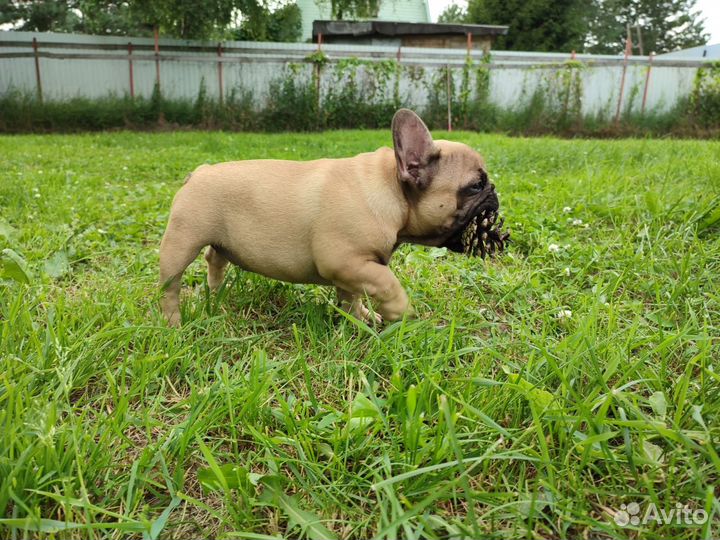 Щенок французского бульдога