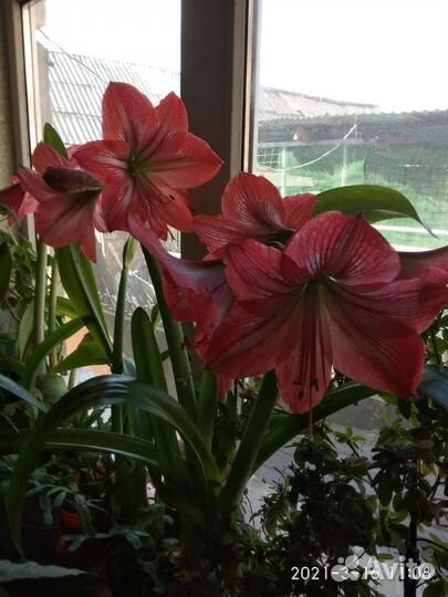 Гиппиаструм