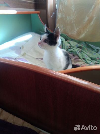 Котёнок, кошка, девочка, 3-3,5 месяца