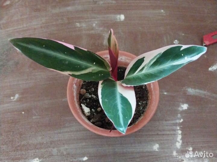 Строманта триколор