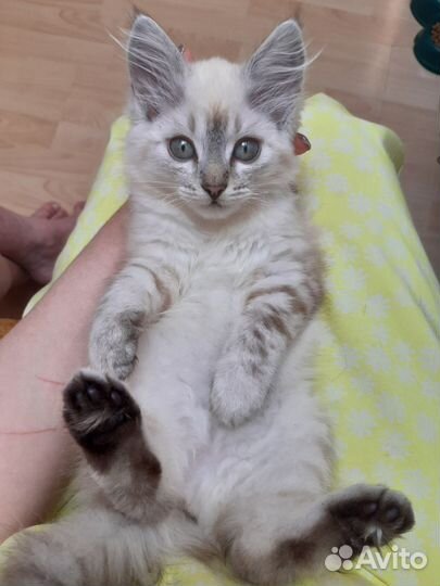 Кошка / котенок ищет дом