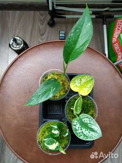 Наборы сциндапсус, эпипремнум