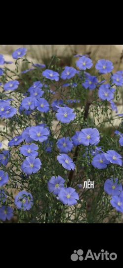 Лён многолетний