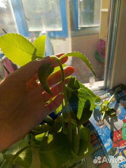 Плектрантус или комнатная мята