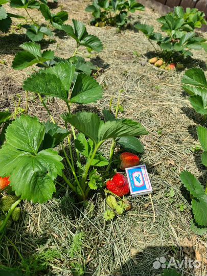 Клубника ремонтантная саженцы