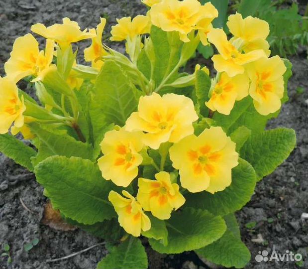 Примула беларина