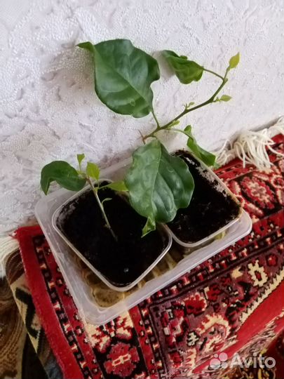 Бугенвиллия