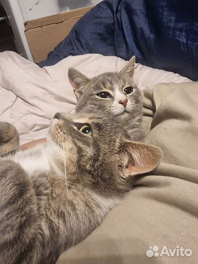 Котята ищут семью