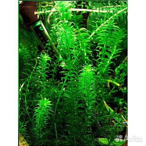 Элодея канадская