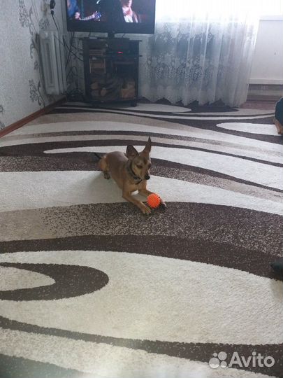 Вязка бесплатно