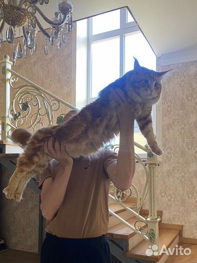 Мейн-кун вязка