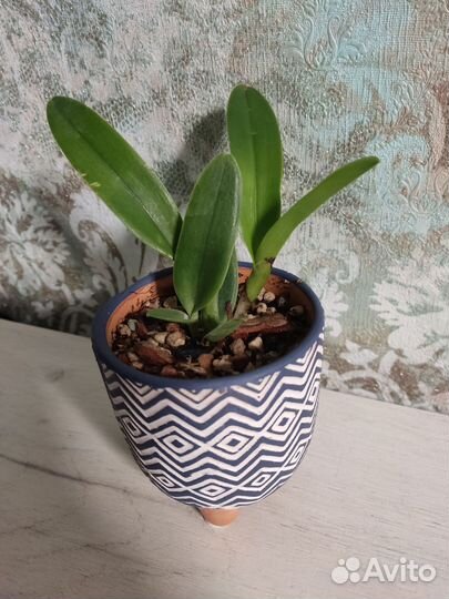 Орхидея Cattleya lobata var. coerulea