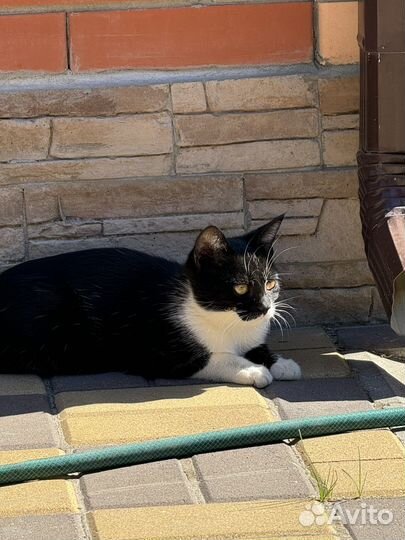 Котенок бесплатно девочка