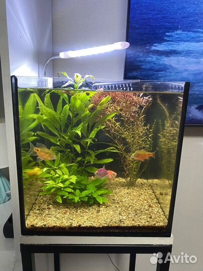 Аквариум