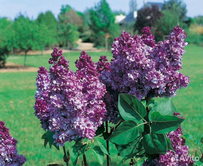 Сирень Принц Волконский