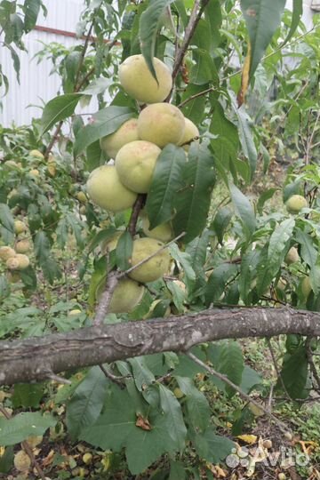 Саженцы персика