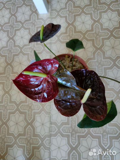 Антуриум сэмпре