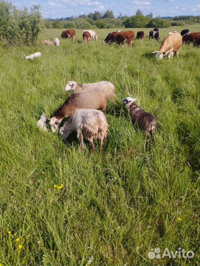 Овцы бараны и коза дойная и козёл