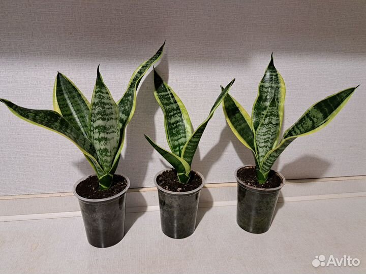 Сансевиерия (щучий хвост)