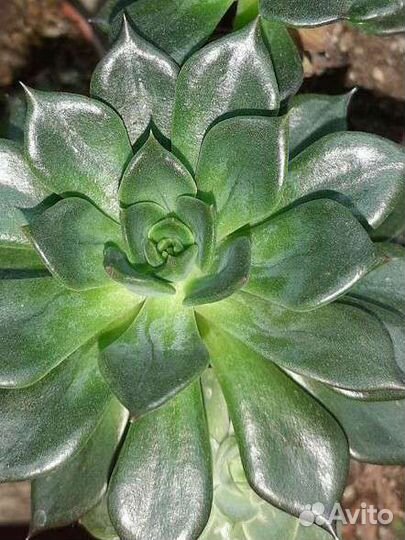 Суккуленты