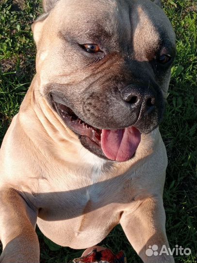 Вязка. Американский Булли