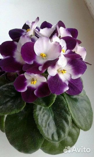 Лист на срез. Фиалки сортовые