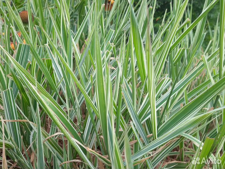 Многолетние растения для сада