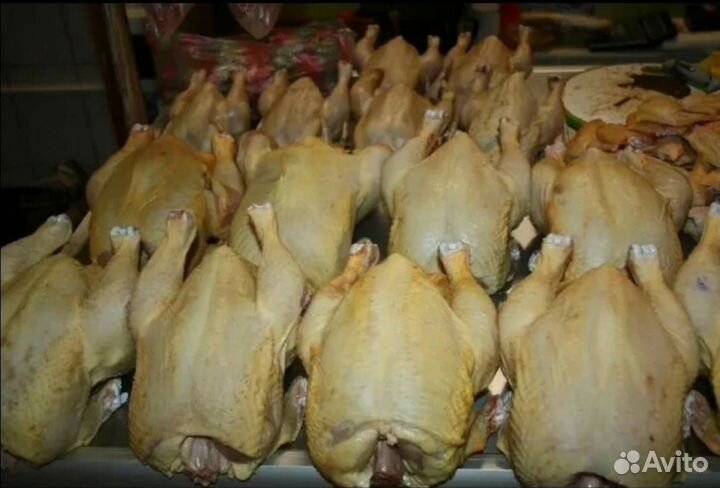 Куры бройлеры тушки мясо