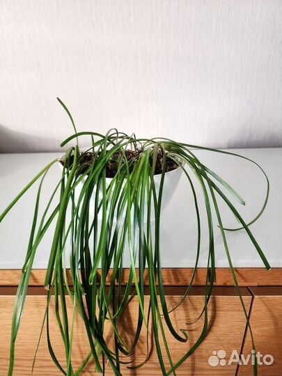 Зeфиpантeс (выскочка)