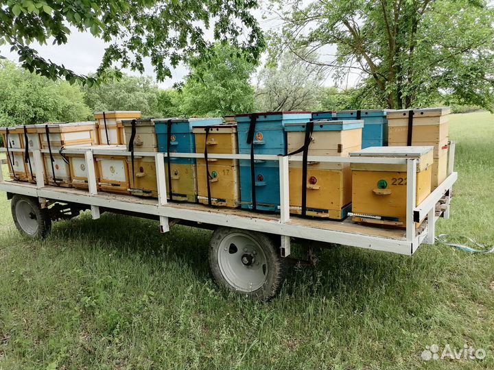 Пчелы и павильон