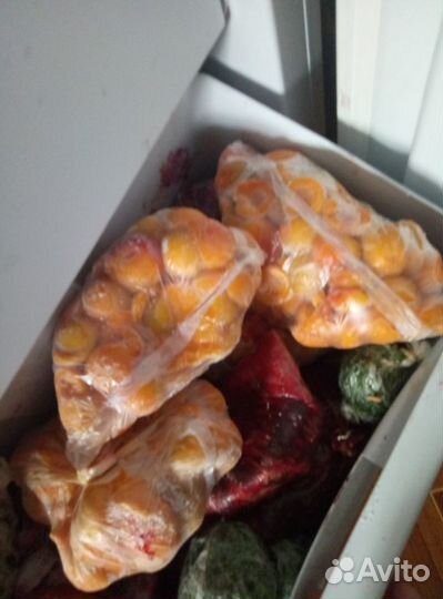 Сциндапсус Мараморная королева, Филодендрон, сажен