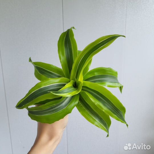 Драцена, бегония, кактус, сансевиерия