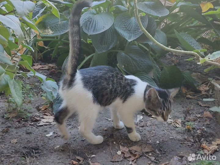 Котенок в добрые руки