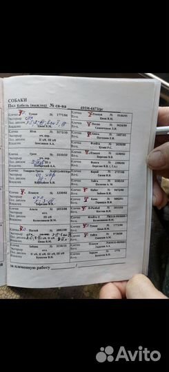 Щенки русской гончей