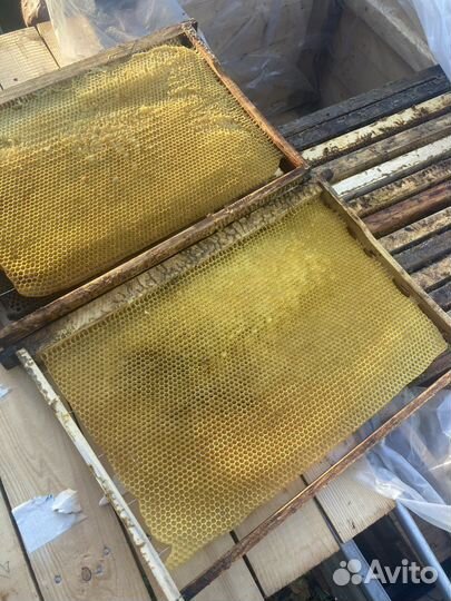 Сушь для пчел