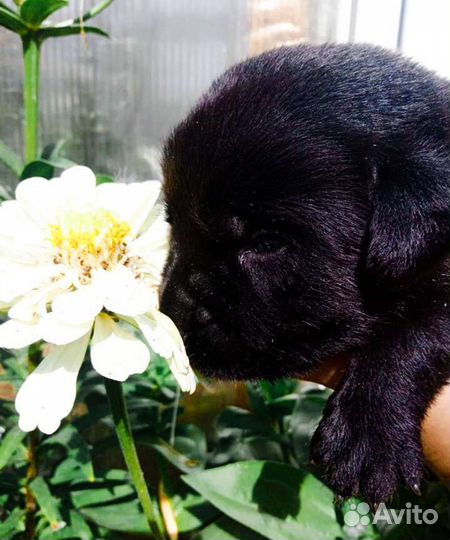 Щенки лабрадора